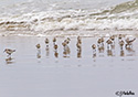 Calidris alpina